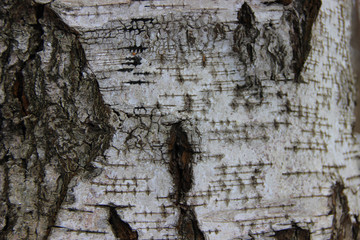 seamless wood texture