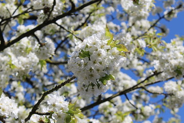 Blüten