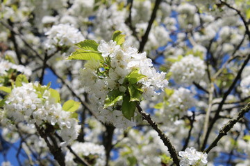 Blüten