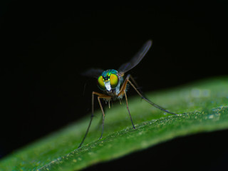 Dolichopus macro on black background