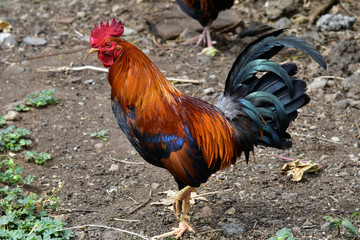 Spain, Zoology, rooster