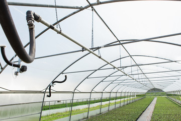 Greenhouse with microclimate control. Smart agriculture