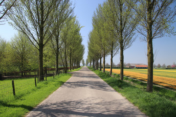 red yellow tulips in sunlight in rows in a flower field along a dyke with trees in Oude-Tonge on the island Goeree Overflakkee in the Netherlands