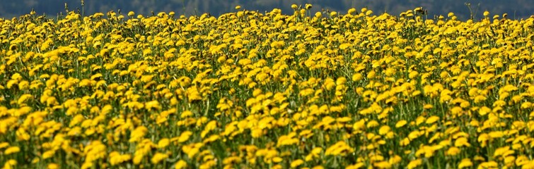 Obraz premium prairie