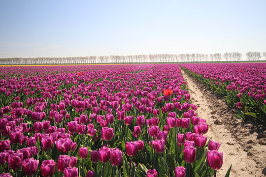 purple tulips type 'Purple flag" in sunlight in rows in a long flower field in Oude-Tonge on the island Goeree Overflakkee in the Netherlands