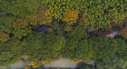 Aerial shot of green and yellow forest with small lake and river