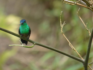 pajaro © julian