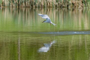 Common tern in flight over a calm still lake after diving unsuccessfully for a fish