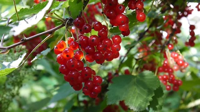 Red Ribes rubrum berries on the plant close-up HD footage - The redcurrant deciduous shrub fruit natural shallow video static camera