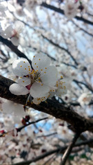 White flowers. Plum branches. Spring. Blossomed