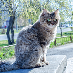 Naklejka premium gray fluffy cat sitting on the street