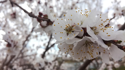 White flowers. Plum branches. Spring. Blossomed