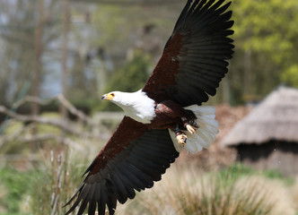 Close up of an African Sea Eagle catching food