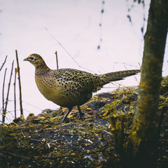 Backyard wildlife, pheasant