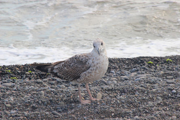 gull posing