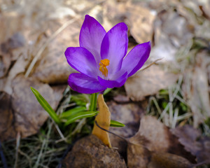Crocus