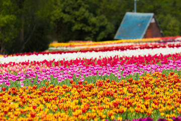 チューリップ畑