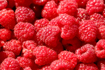 fresh fruits raspberry close up.