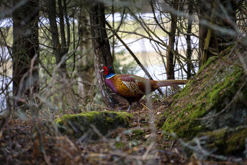 Backyard wildlife, pheasant