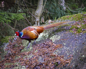 Backyard wildlife, pheasant