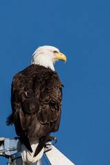 American bald eagle in Juneau, Alaska. 