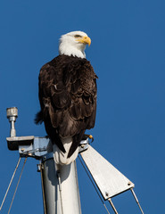 American bald eagle in Juneau, Alaska. 