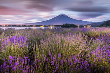 Fototapeta na wymiar Night view of Mountain Fuji and lavender fields in summer season at Lake kawaguchiko