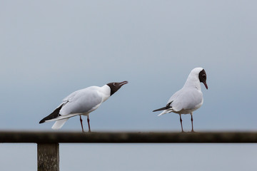 two common black-headed gulls (larus ridibundus) standing on railing