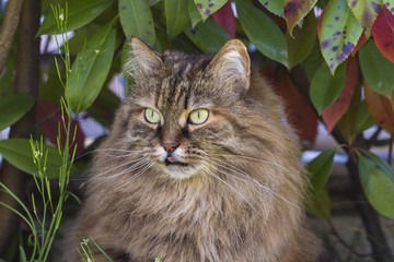 Naklejka na ściany i meble Long haired cat in a livestock's garden, siberian purebred pet. Adorable cat