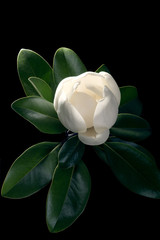 Magnolia tree opening a huge bud isolated on a black background