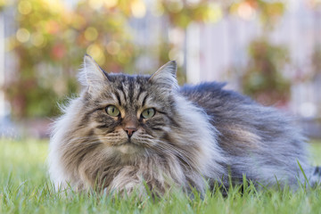 Naklejka na ściany i meble Male brown long haired cat in a garden, siberian purebred
