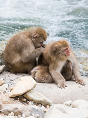 Naklejka premium Jigokudani Monkey Park , monkeys bathing in a natural hot spring at Nagano , Japan