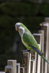 The monk parakeet (Myiopsitta monachus), also known as the Quaker parrot