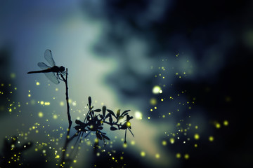 Abstract and magical image of dragonfly silhouette and Firefly flying in the night forest. Fairy tale concept.