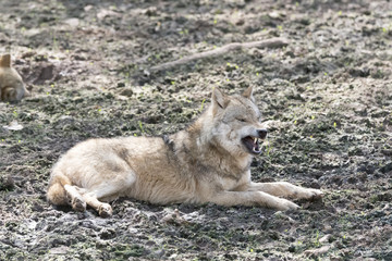Wolf droht