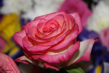 Bouquet of flowers. Roses, chrysanthemums, irises