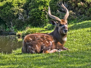 Lying young male West African Sitatunga, Tragelaphus spekei gratus