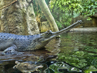 Gharial, Gavialis gangeticus, stands out with a very long jaw