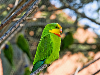Superb parrot, Polytelis swainsonii, is a beautifully colored parrot