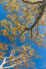 Yellow leaf and tree in autumn