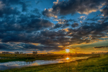 Atardecer con reflejo del sol en el agua en el medio del campo con vacas y nubes. 