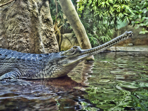 Gharial, Gavialis gangeticus, stands out with a very long jaw
