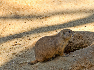 Black-tailed prairie dog, Cynomys ludovicianus, lies at its underground breeze