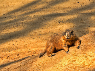Black-tailed prairie dog, Cynomys ludovicianus, lies at its underground breeze