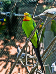 Superb parrot, Polytelis swainsonii, is a beautifully colored parrot
