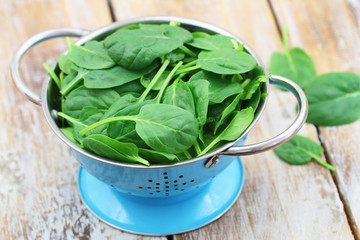 Blue colander full of fresh baby spinach leaves
