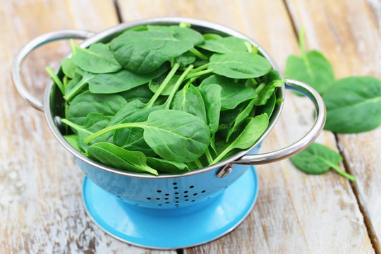 Blue colander full of fresh baby spinach leaves
