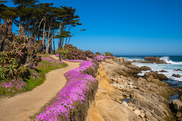 California purple