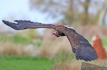 Close up of a hooded vulture in flight