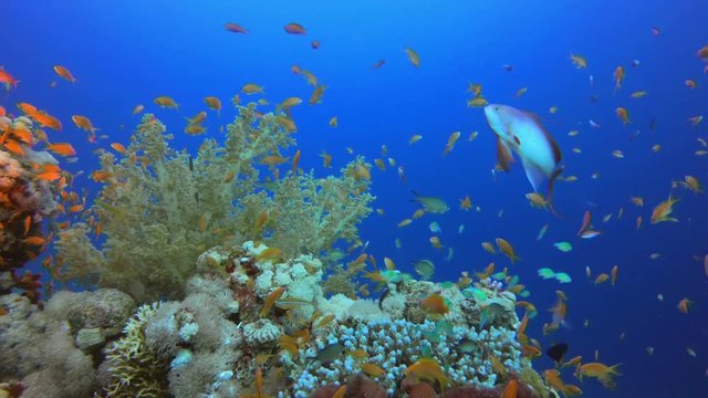 Reef Coral Scene. Picture of colorful scalefin anthias fish (Pseudanthias squamipinnis) and corals in the tropical reef of the Red Sea Dahab Egypt.